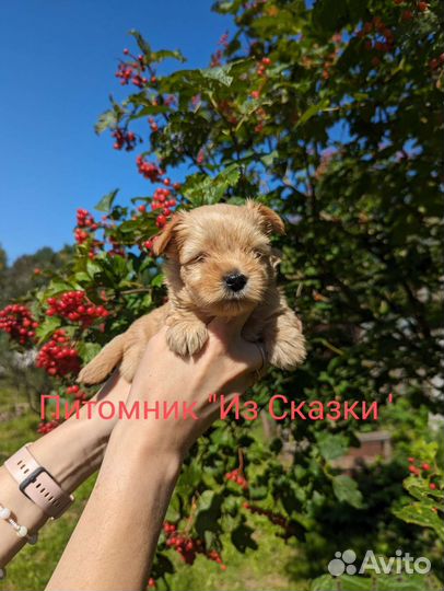 Голддаст йорк (Золотой йорк, голдаст)