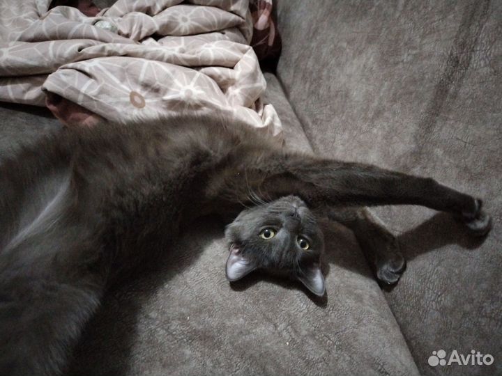 Кастрированный кот