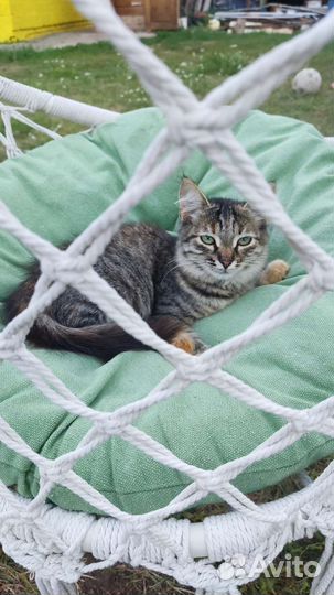 Кошка