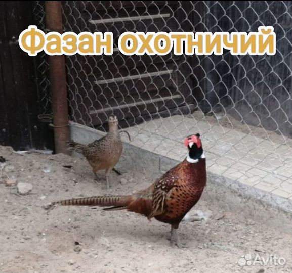 Фазан охотничий