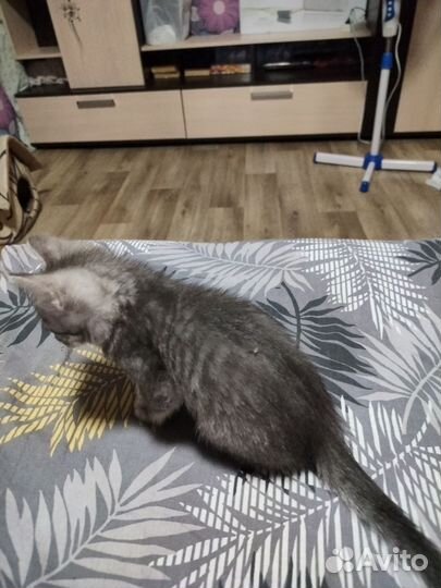 Котёнок.Отдам бесплатно