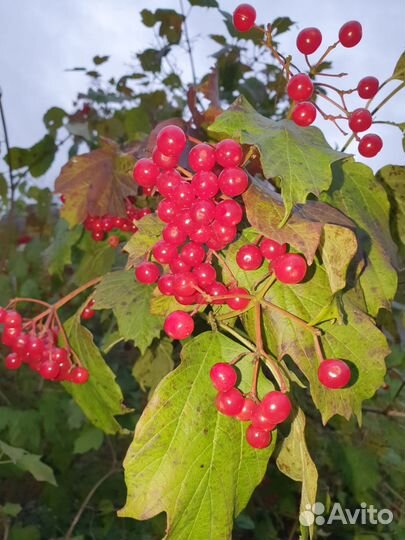 Калина свежая