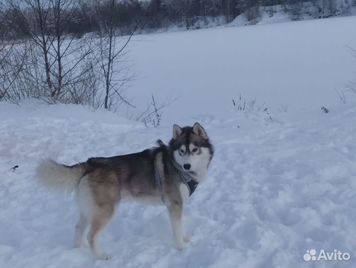 Вязка кобеля волкособа