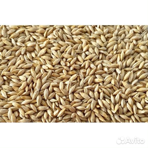 Ячмень яровой,озимая пшеница 2024