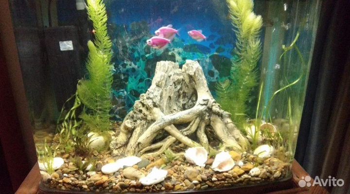 Обслуживание аквариумов и ремонт аквариумного обор