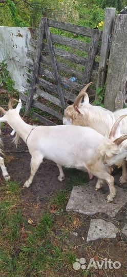 Козы и козлята