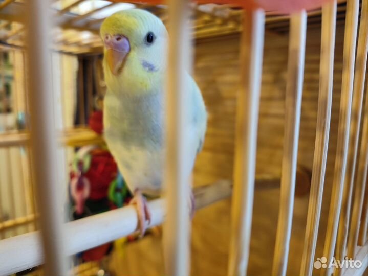 Два волнистых попугая с клеткой, самцы