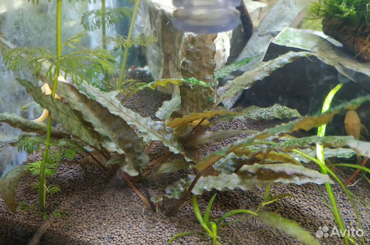 Гуппи чистые линии. Аквариумные растения