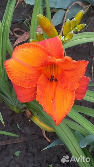 Лилейники, разные сорта