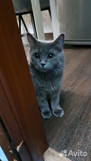 Отдам кота