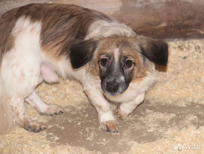 Собака в добрые руки маленькая порода