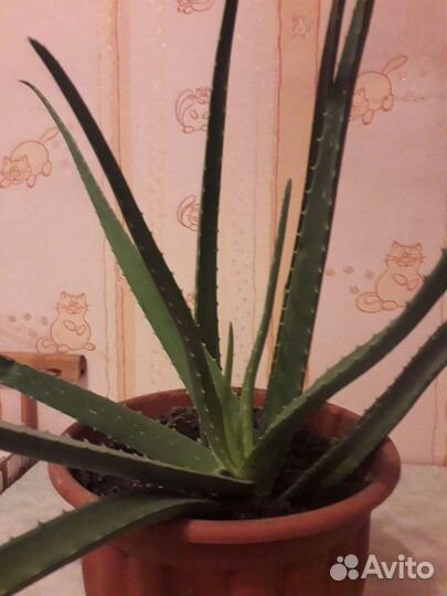 Алоэ лекарственное