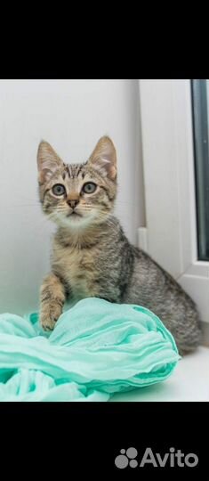 Кот в добрые руки