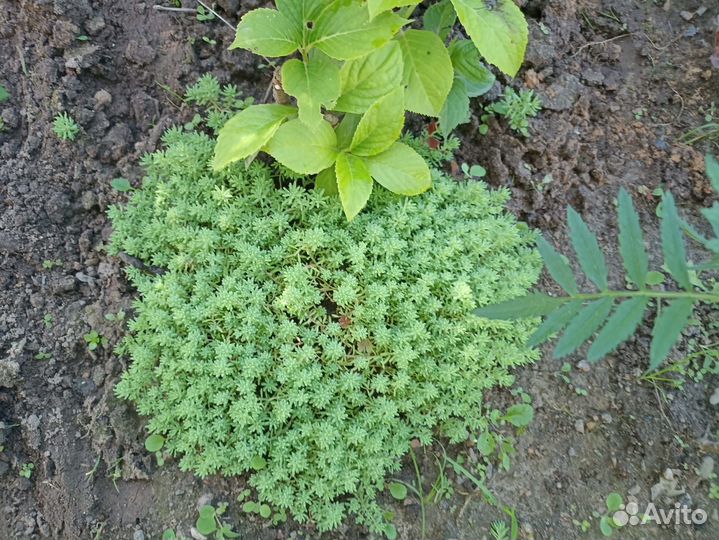 Почвопокровные растения