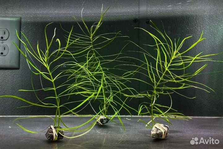 Акв.растения, Валлиснерия спиральная,погестемон