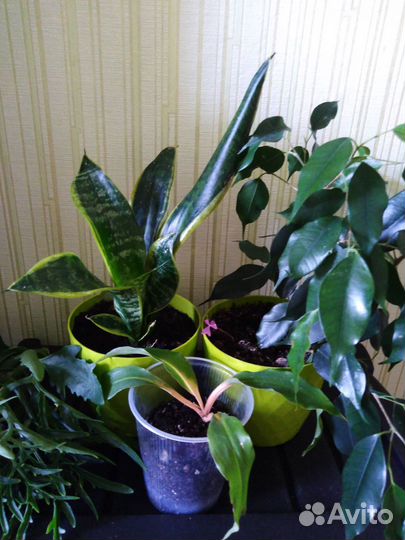 Комнатные цветы