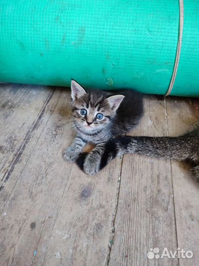 Котёнок мальчик Вася в добрые руки