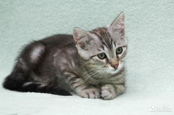 Мраморный милый котенок Пенн 3 месяца в дар