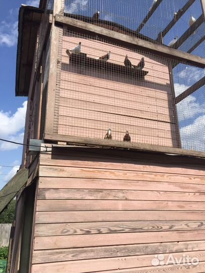 Голуби пермяки