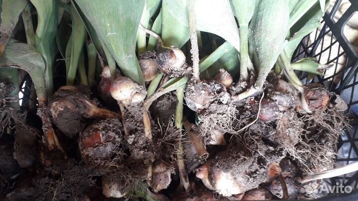 Цветы тюльпаны луковицы