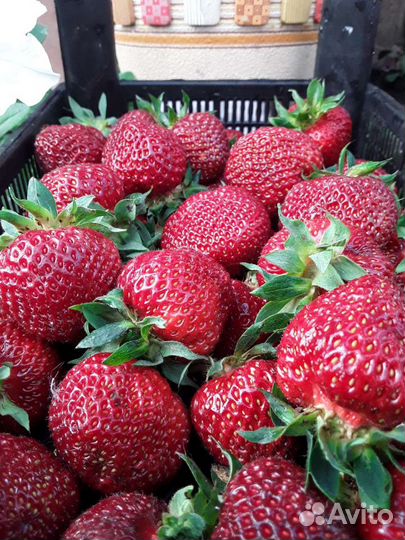 Клубника черный принц рассада