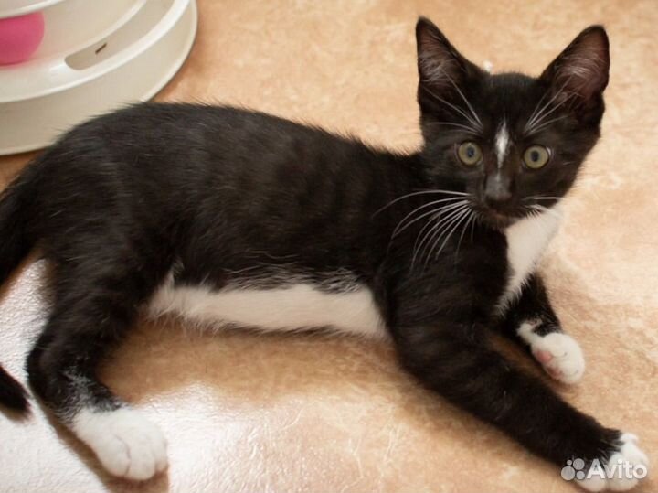 Котенок-мальчик ищет дом