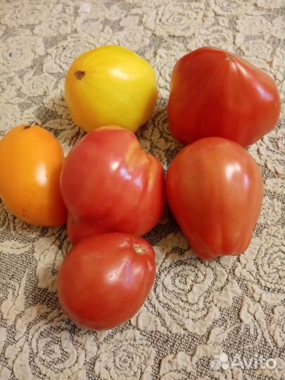 Продам томаты