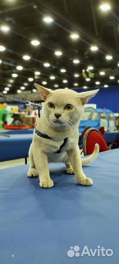 Вязка с лиловым котом