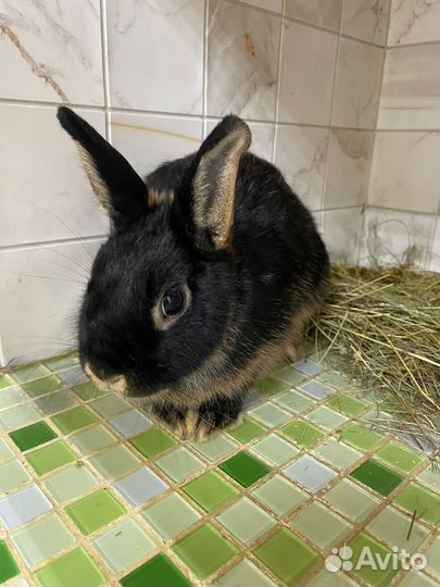 Декоративные карликовые кролики