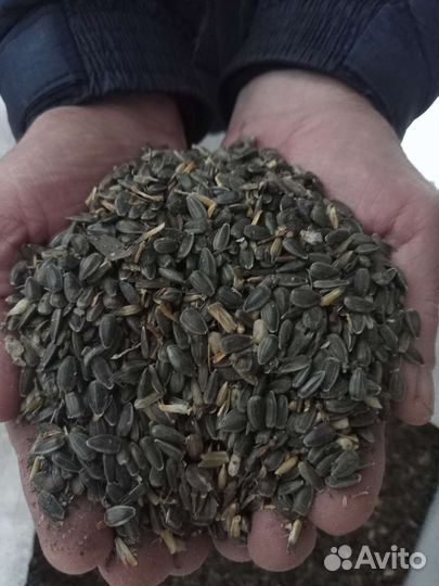 Ячмень, пшеница,овёс