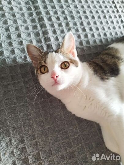 Японский бобтейл