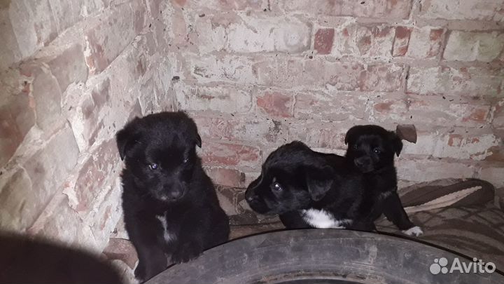 Щенки