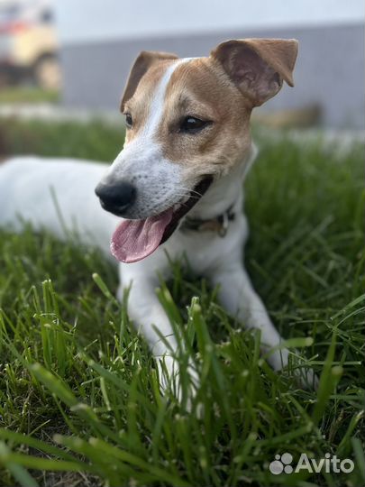 Щенок джек рассел в добрые руки