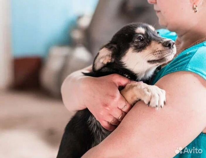 Собаки в отлове