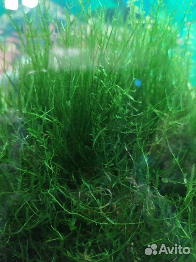 Креветки вишня