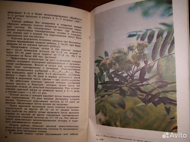 Курьянов М.А.Рябина садовая