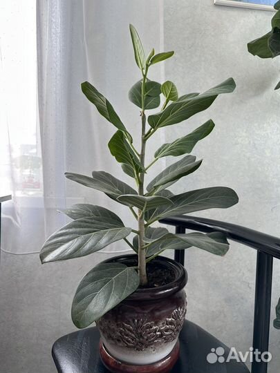 Фикус Бенгальский