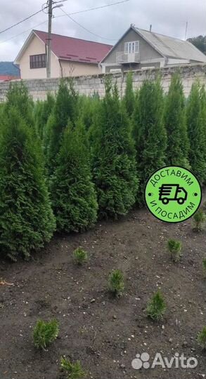 Туя Смарагд