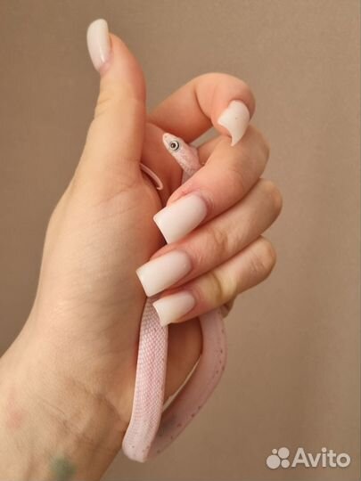 Маисовый полоз