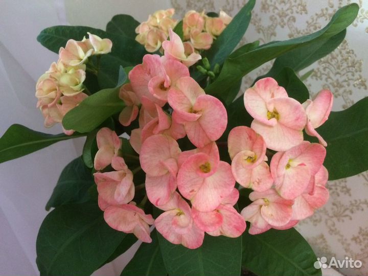 Эуфорбия, молочай Милли