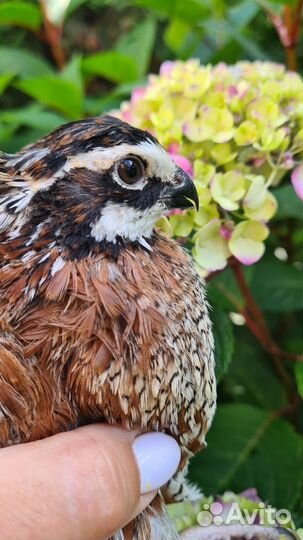 Виргинские перепела