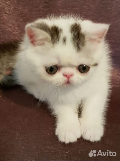 Котики экзотики
