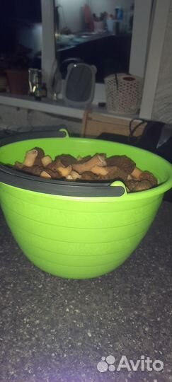 Сморчки свежие грибы