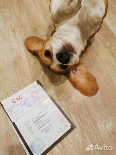 Кобель бигля для вязки