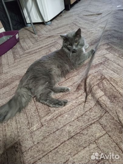 Мэйн кун и русская голубая вязка