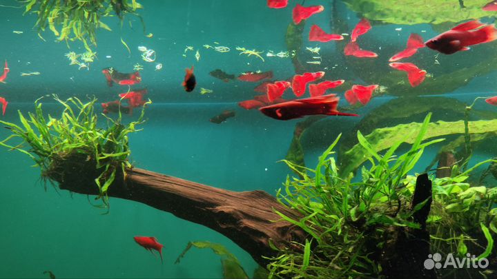 Гуппи ред фул