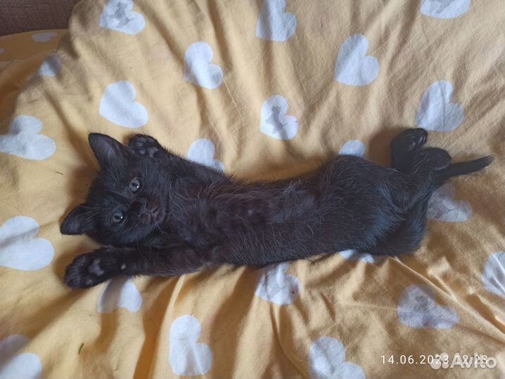 Черные кошечки