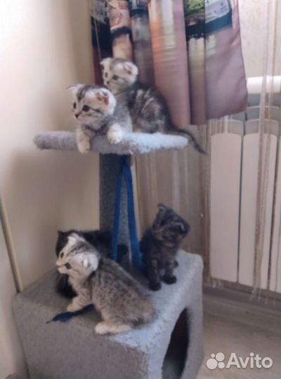 Продажа котят
