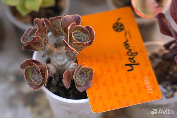 Эониумы разные