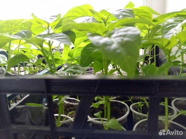 Рассада сладкого болгарского перца и помидор